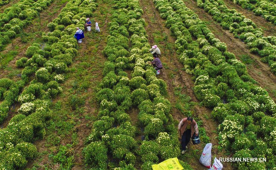 Сбор хризантемы на плантациях в провинции Хэбэй