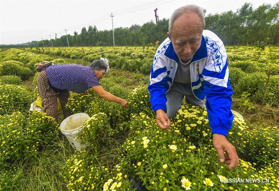 Сбор хризантемы на плантациях в провинции Хэбэй