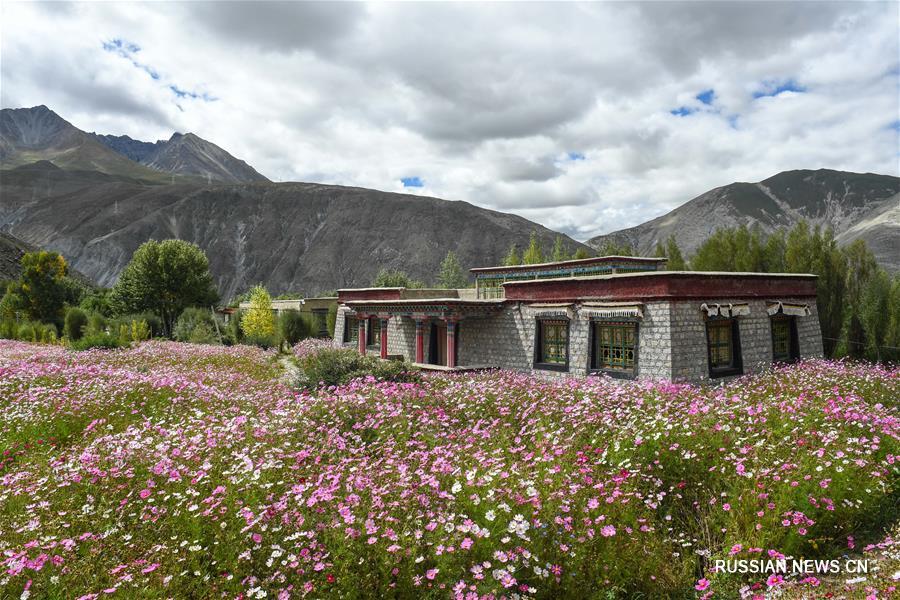Тибетский уезд Ньемо окутан пышным цветением 