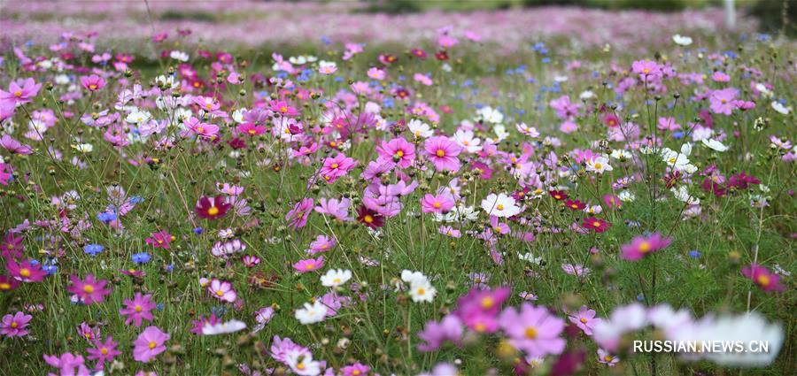 Тибетский уезд Ньемо окутан пышным цветением 