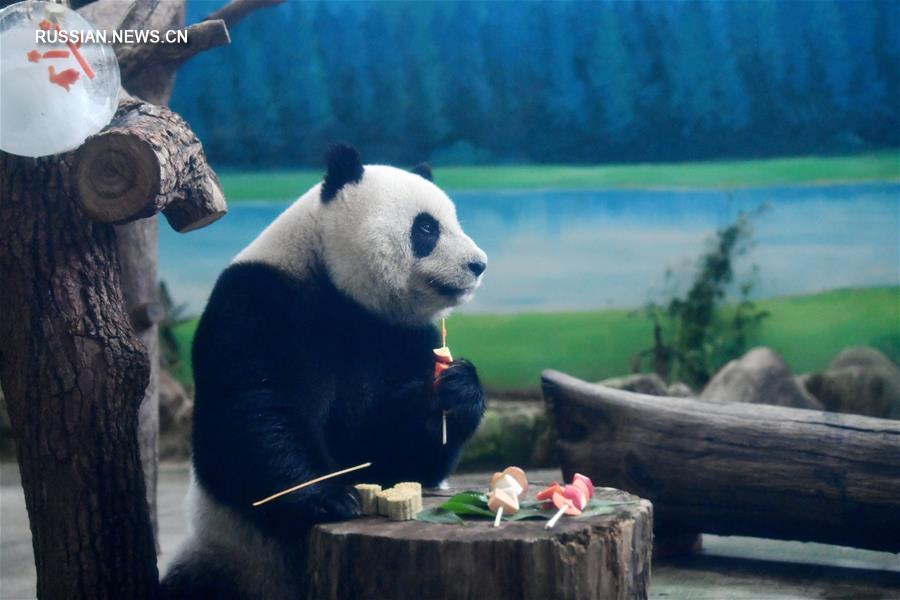 Праздничное угощение для больших панд в Тайбэйском зоопарке