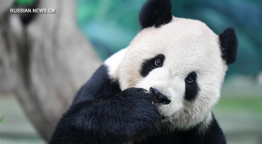 Праздничное угощение для больших панд в Тайбэйском зоопарке