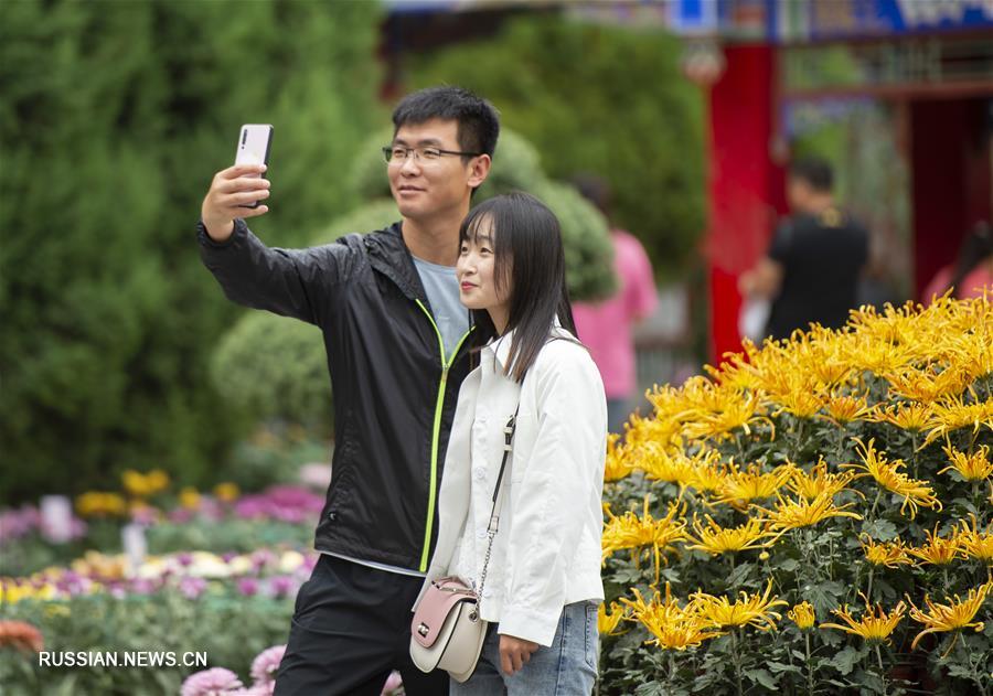 В Иньчуане открывается выставка хризантем 