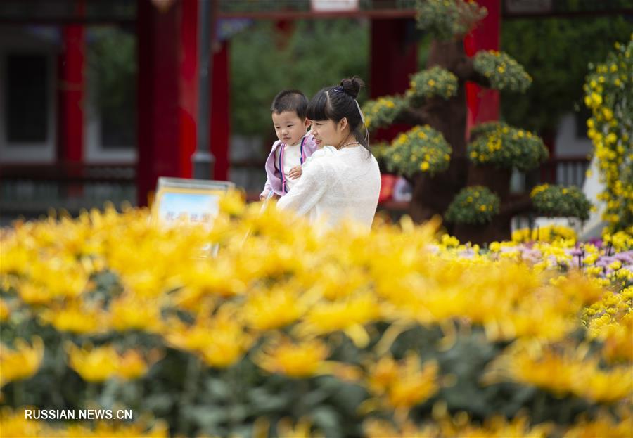 В Иньчуане открывается выставка хризантем 