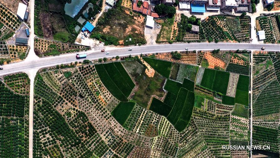 Вид сверху на мандариновые сады района Умин