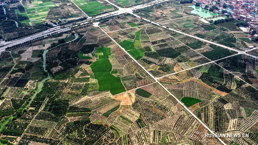 Вид сверху на мандариновые сады района Умин