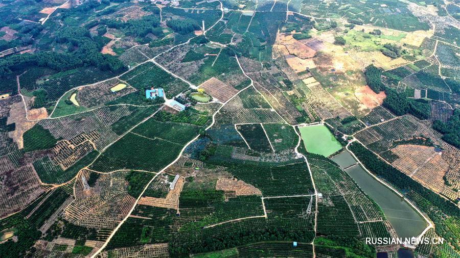 Вид сверху на мандариновые сады района Умин