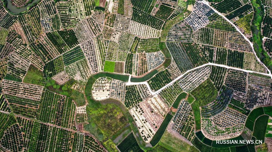 Вид сверху на мандариновые сады района Умин