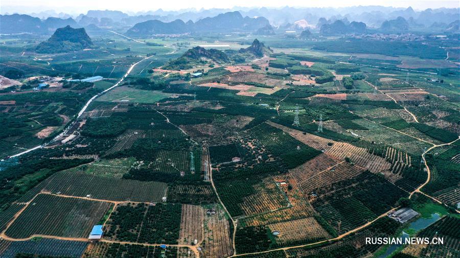 Вид сверху на мандариновые сады района Умин