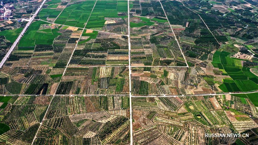 Вид сверху на мандариновые сады района Умин