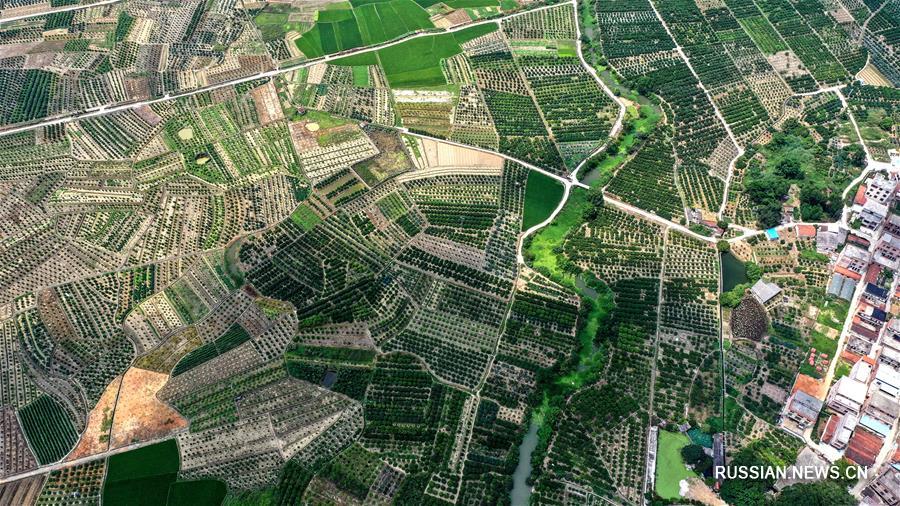 Вид сверху на мандариновые сады района Умин