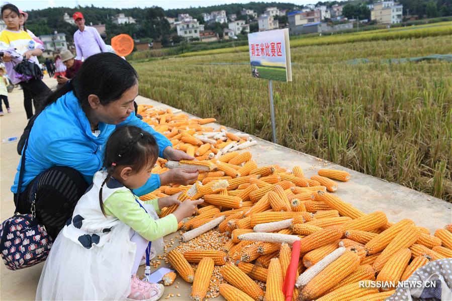 Праздник урожая в уезде Сюньдянь