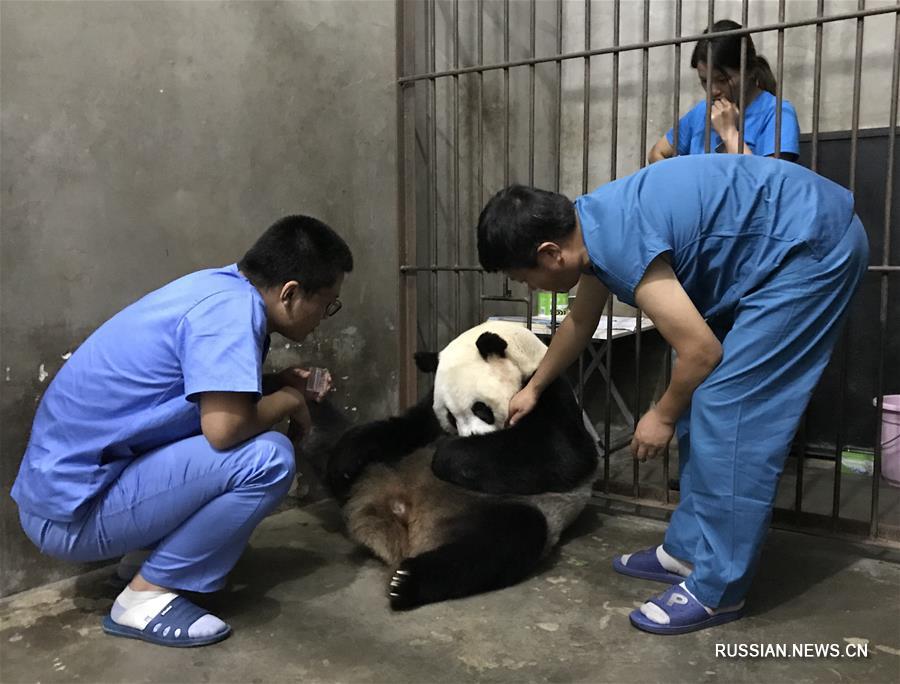 Еще один детеныш большой панды увидел свет в провинции Шэньси 