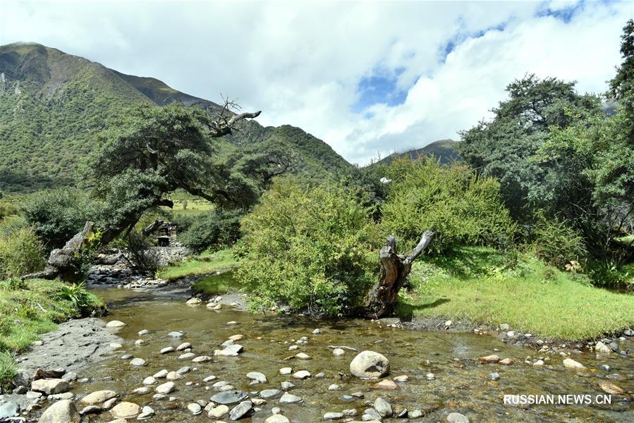 Долина Гагунгоу -- природная жемчужина Тибетского АР