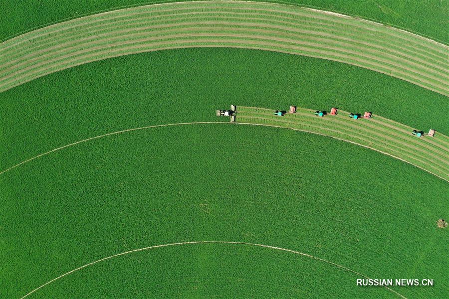 Сбор урожая на "зеленых озерах" посреди пустыни во Внутренней Монголии