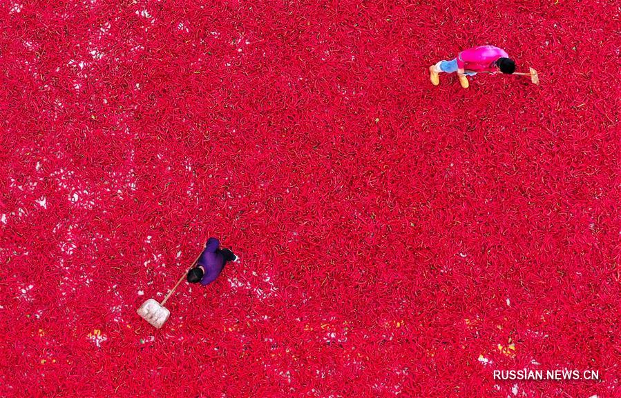 Обильный урожай острого перца приносит благосостояние фермерам в провинции Хэбэй