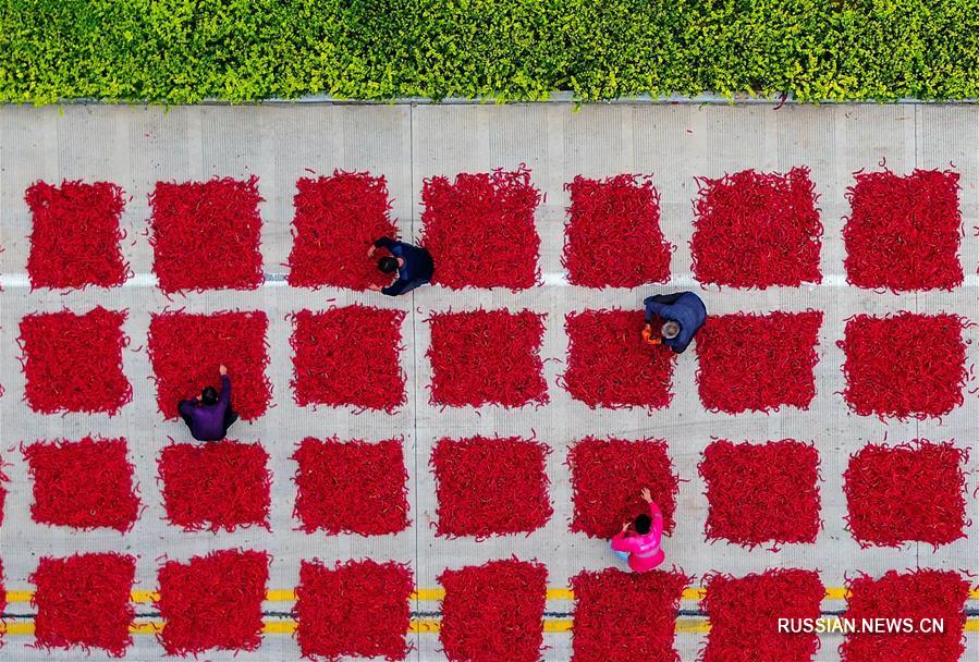 Обильный урожай острого перца приносит благосостояние фермерам в провинции Хэбэй