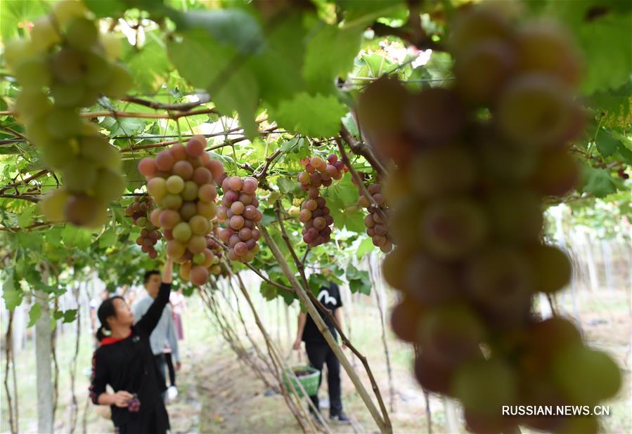 Плодородные поля и сады на месте заброшенных рудников