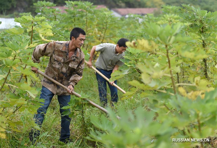 Плодородные поля и сады на месте заброшенных рудников