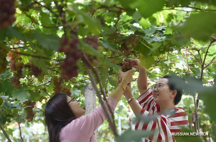 Плодородные поля и сады на месте заброшенных рудников