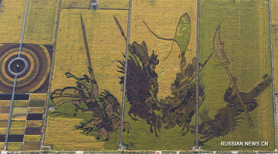 Картины на рисовых полях в экопарке Даоюй Кунцзянь