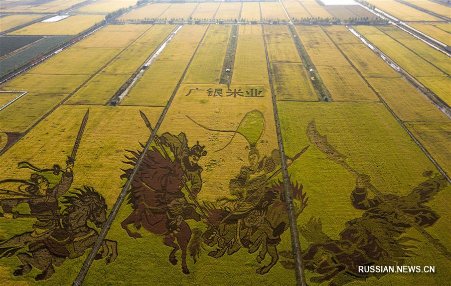 Картины на рисовых полях в экопарке Даоюй Кунцзянь