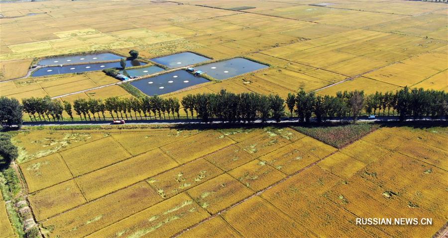 Золотые рисовые поля в провинции Ляонин