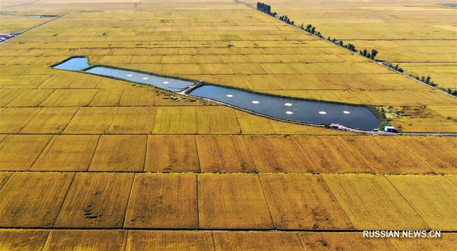 Золотые рисовые поля в провинции Ляонин