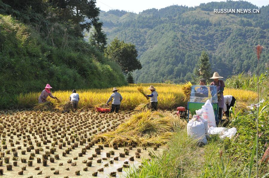Осень -- время сбора урожая