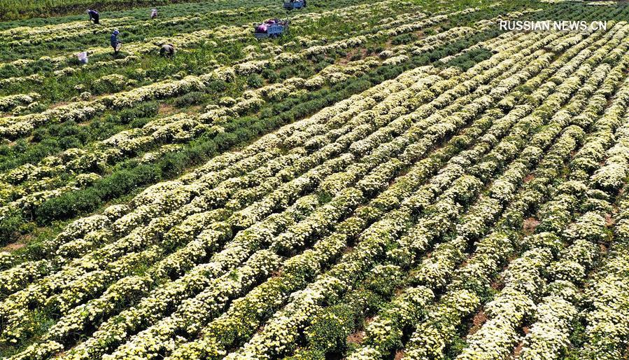 Осень -- время сбора урожая