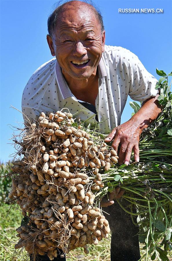 Осень -- время сбора урожая