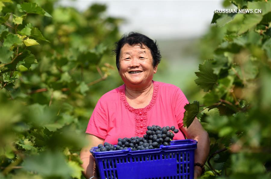 Осень -- время сбора урожая