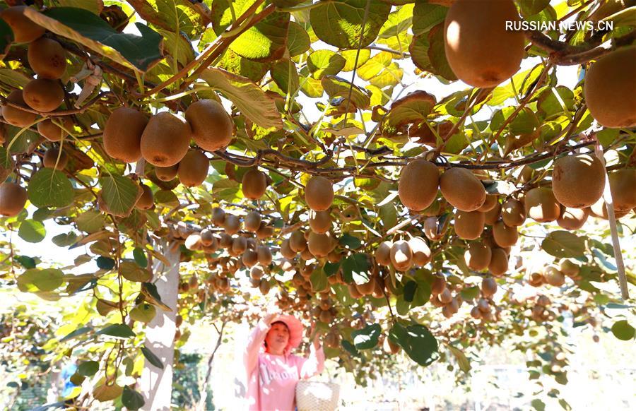Осень -- время сбора урожая