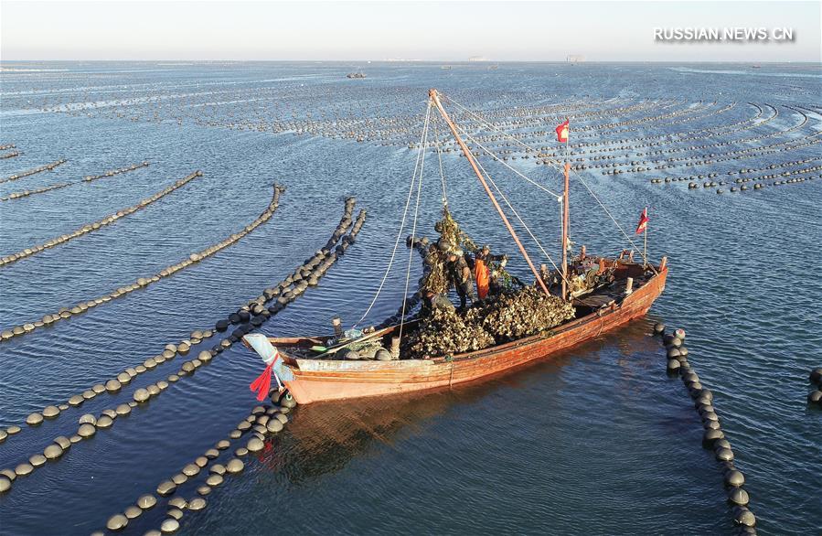Богатый улов в морской акватории провинции Ляонин 