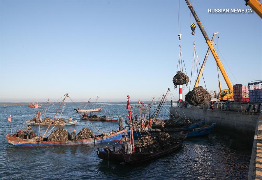 Богатый улов в морской акватории провинции Ляонин 