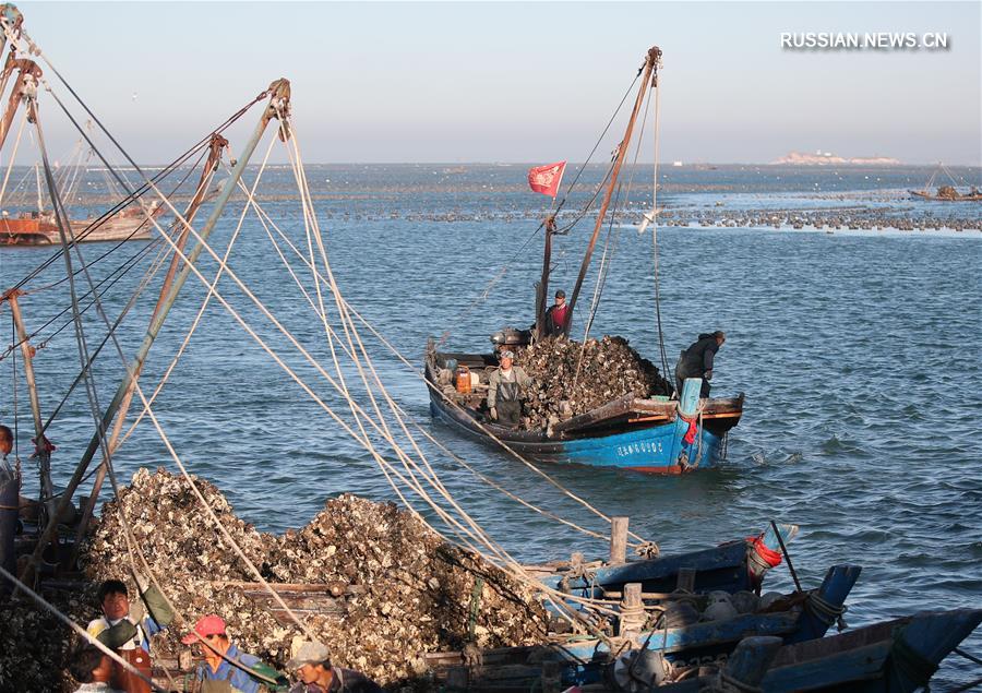 Богатый улов в морской акватории провинции Ляонин 