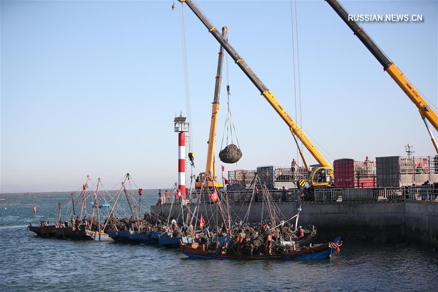 Богатый улов в морской акватории провинции Ляонин 