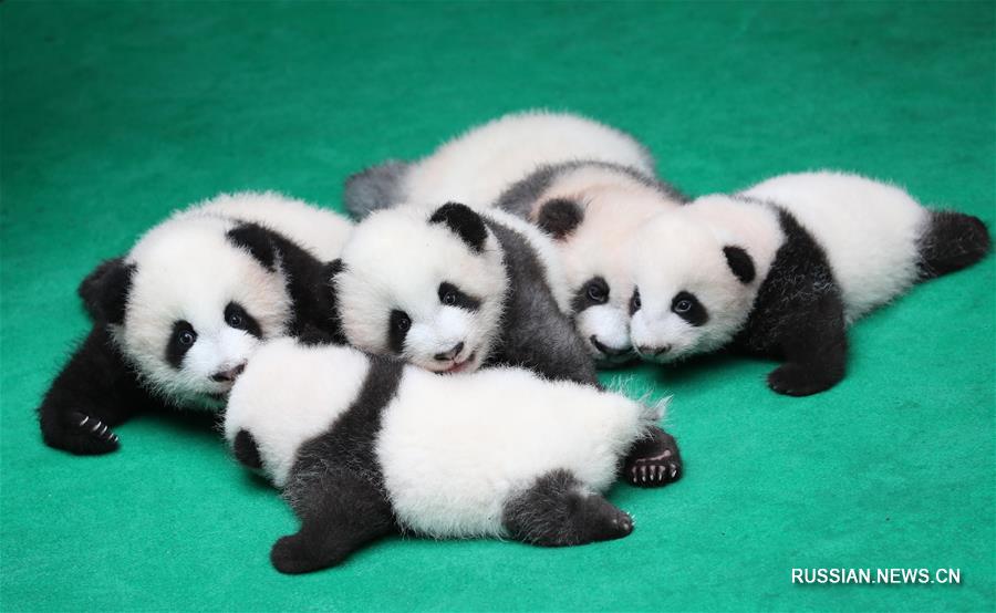 В г. Чэнду общественности представили семь детенышей больших панд