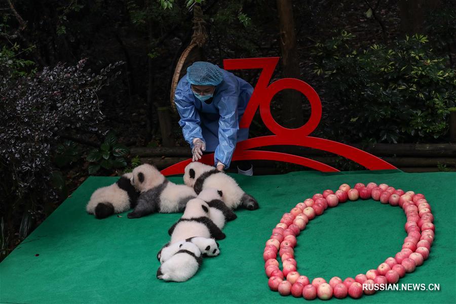 （社会）（1）成都：7只新生大熊猫齐亮相