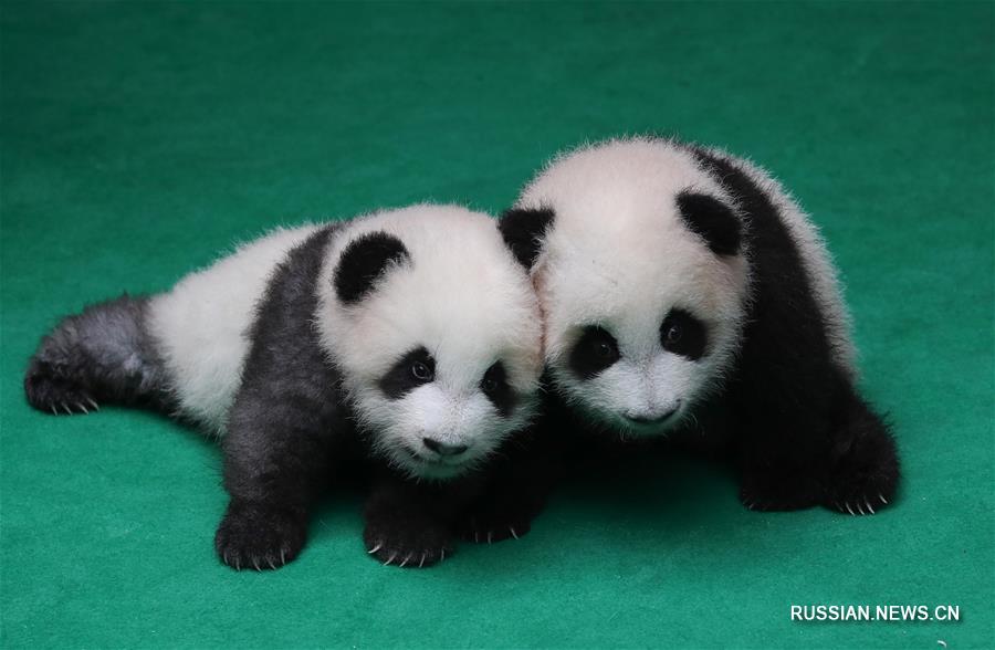 （社会）（3）成都：7只新生大熊猫齐亮相