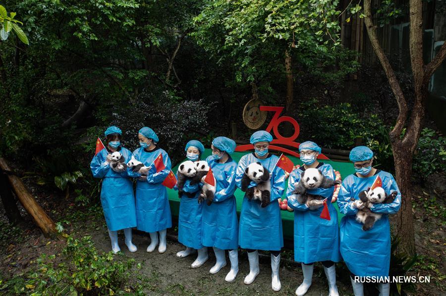 （社会）（4）成都：7只新生大熊猫齐亮相
