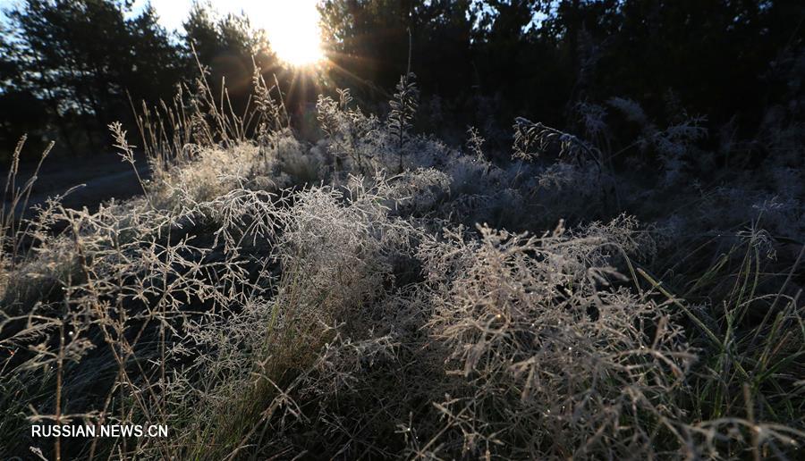В Беларуси наступили первые осенние заморозки