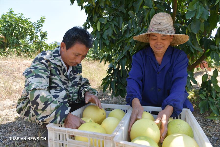 Урожай помело в провинции Цзянси