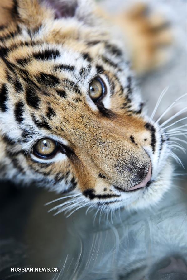 Бенгальский тигренок подрастает в Цзинаньском зоопарке