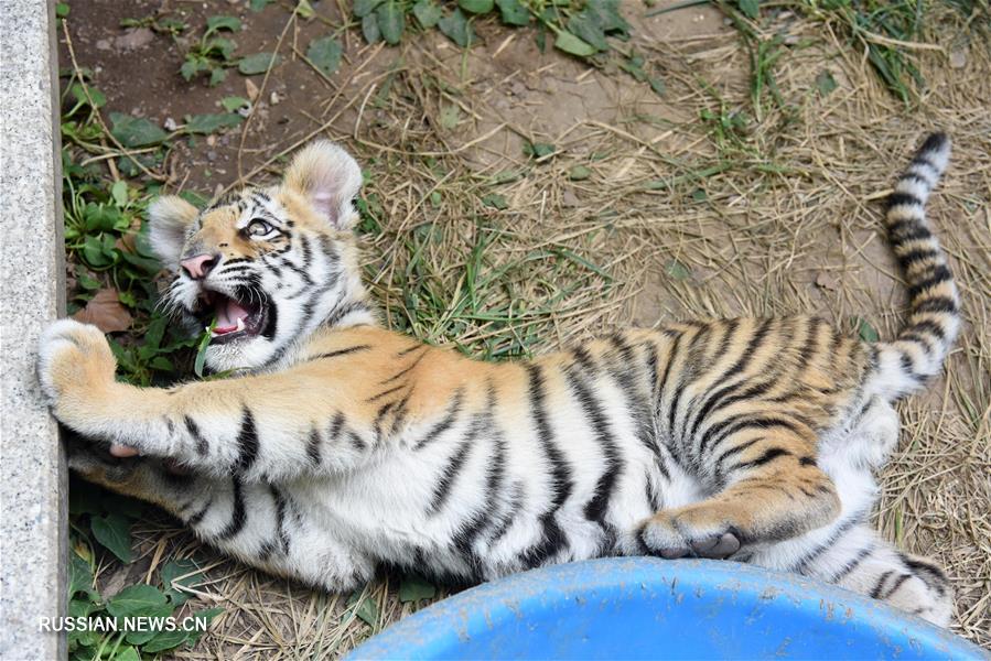 Бенгальский тигренок подрастает в Цзинаньском зоопарке