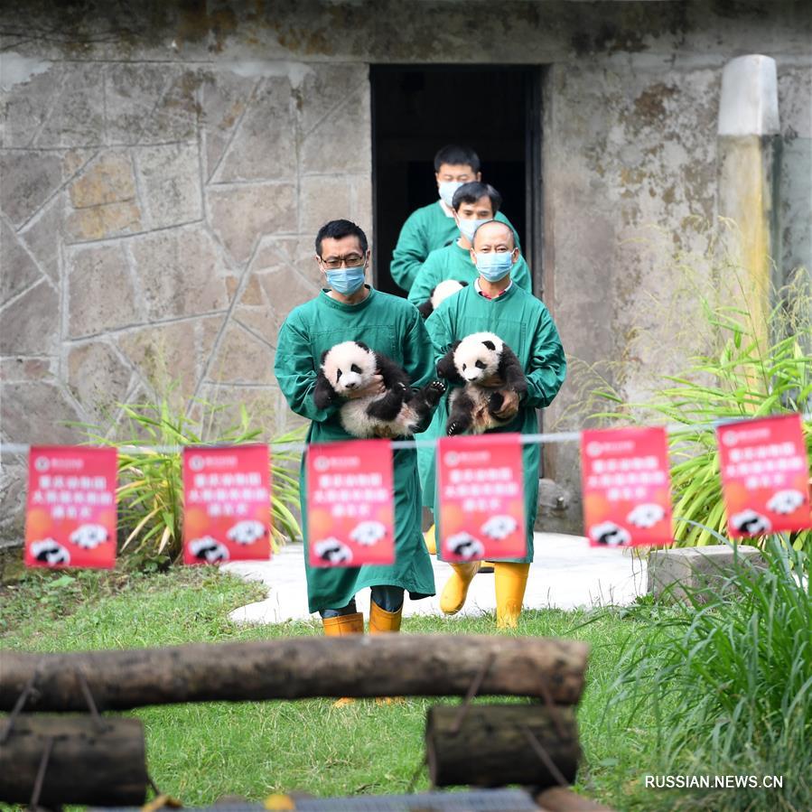 4 детеныша большой панды из Чунцинского зоопарка впервые появились на улице