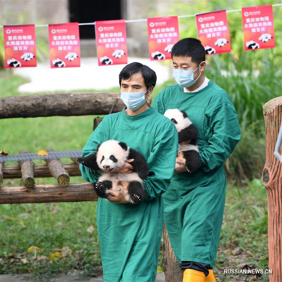 4 детеныша большой панды из Чунцинского зоопарка впервые появились на улице