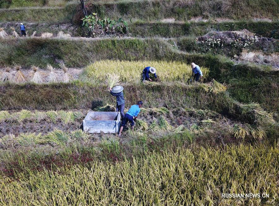 Ручной сбор урожая риса на террасах Цзыцюецзе