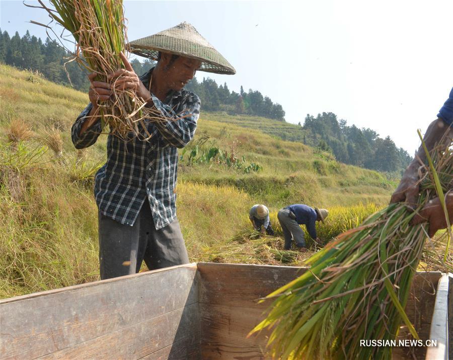 Ручной сбор урожая риса на террасах Цзыцюецзе