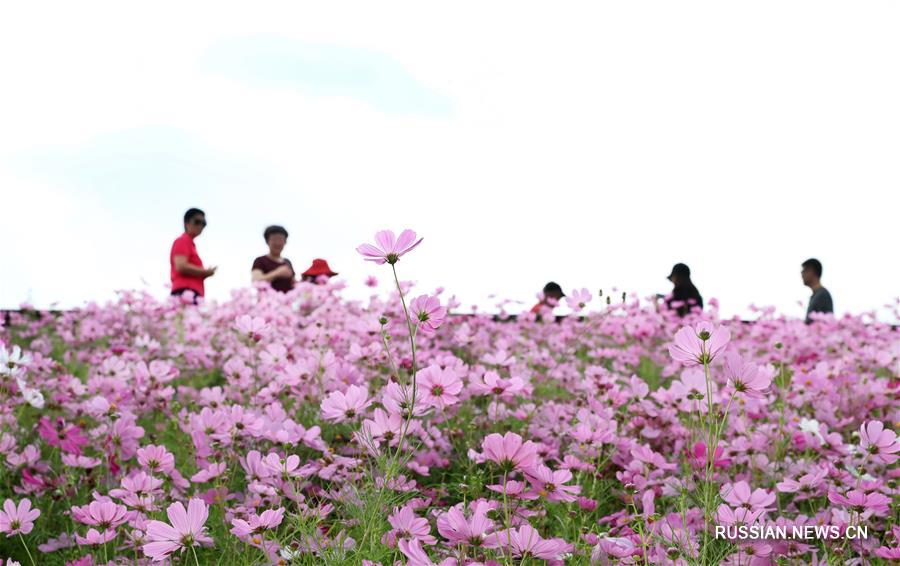 Пышное осеннее цветение в шанхайском экопарке